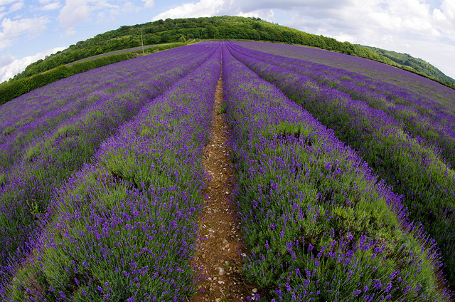 Lavandula angustifolia ‘Maillette’