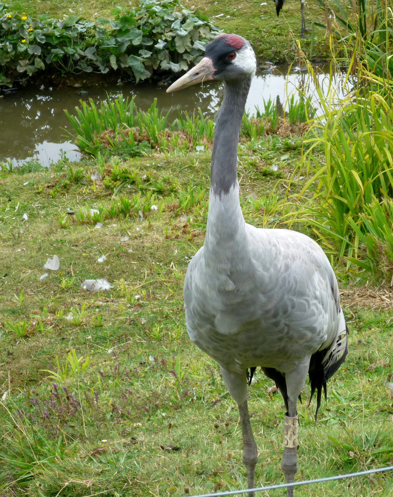 Crane