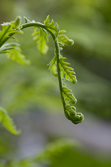 Unfurling Fern