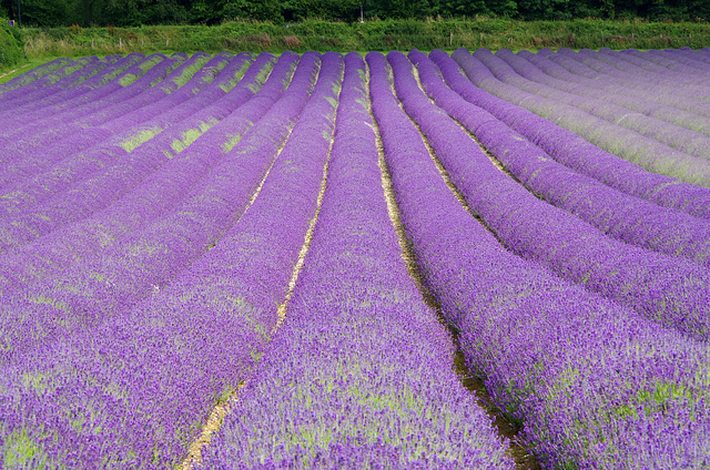 Lavandula angustifolia ‘Maillette’