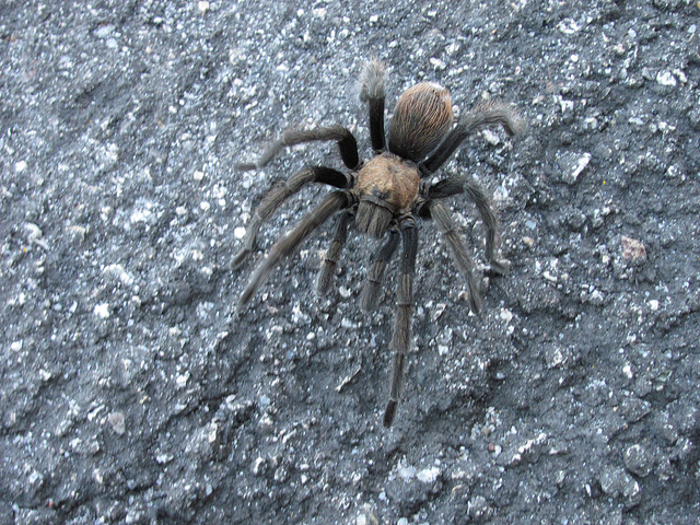 Turantula Crossing