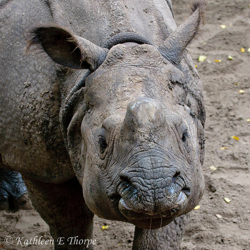 Baby Rhino - Well, My Momma Thinks I'm Pretty Drool and All!