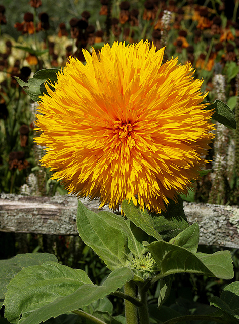 Shaggy sunflower