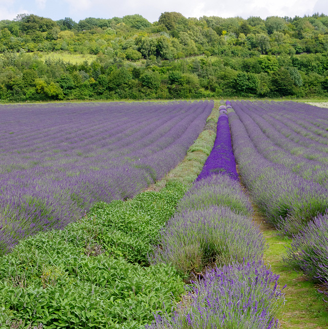 Sage and lavender