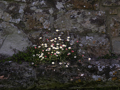 Daisies on a wall