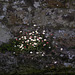 Daisies on a wall