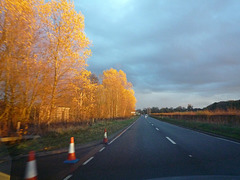 side-lit poplars