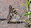 Hackberry Butterfly