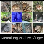 Saeuger