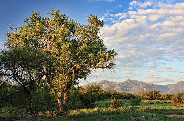 Cottonwood Daybreak