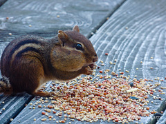 We named him Mr. Chubbs.  This little chipmunk sucked up the seeds and, especially, sunflower seeds like a little vacuum cleaner!!  He and three others were so much fun to watch.  I had to shoot through the glass door so it's not the best image.