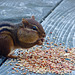 We named him Mr. Chubbs.  This little chipmunk sucked up the seeds and, especially, sunflower seeds like a little vacuum cleaner!!  He and three others were so much fun to watch.  I had to shoot through the glass door so it's not the best image.
