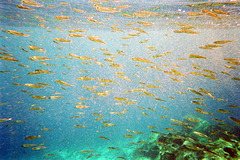 Mediterranean minnows, back-lit