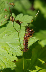 Unknown caterpillar