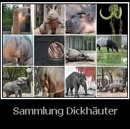 Dickhäuter