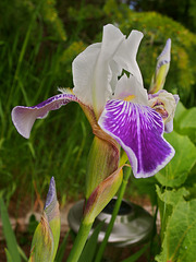 Iris