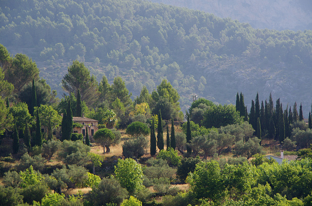 cypresses