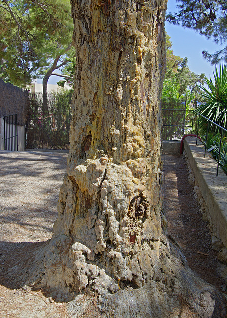 resinous pine (HDR)