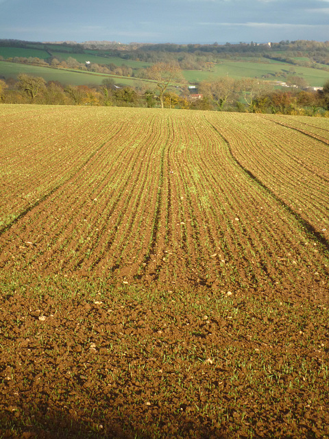 winter wheat