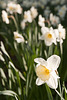 Daffodils in Victoria Park