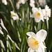 Daffodils in Victoria Park