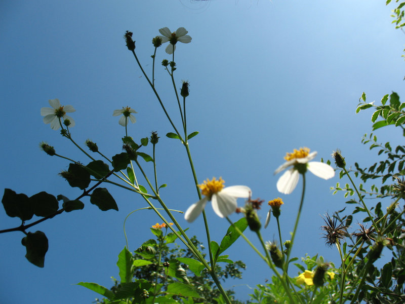 .. Bidens pilosa or.. call me ' Joe '