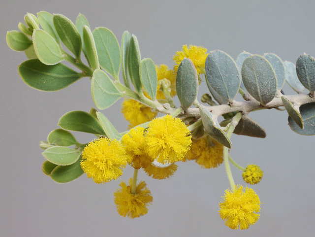 Acacia spilleriana