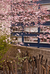 Spring begins in Paris