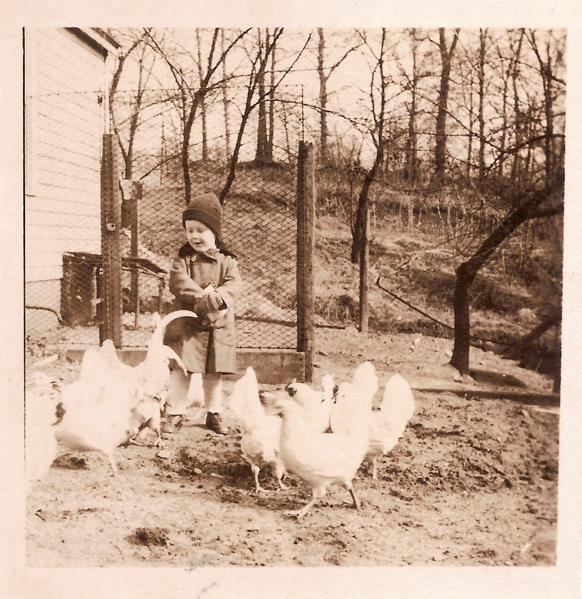 Chicken Feed
