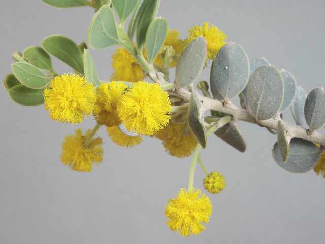 Acacia spilleriana