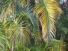 Palmares de Costa Rica