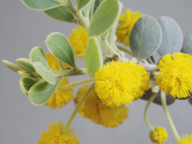 Acacia spilleriana