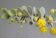 Acacia spilleriana