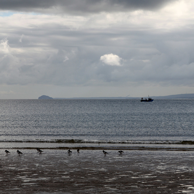 Oystercatchers