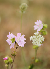 Fleurs sauvages