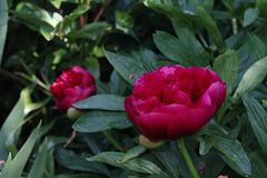 Pivoine officinale (3)