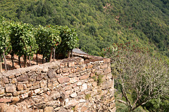 Vinyard, Najac style