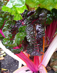 Ruby chard