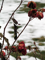 Winter Patterns 7