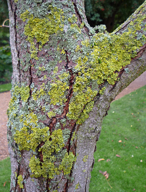 Several Types of Lichen