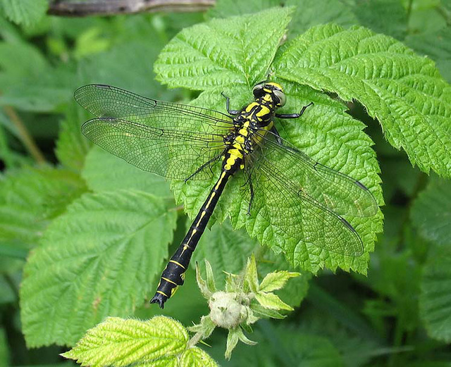 Club-tailed Dragonfly