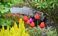 Courtyard Garden on a rainy afternoon