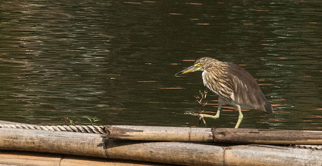 Kingfisher at Chiang Mai