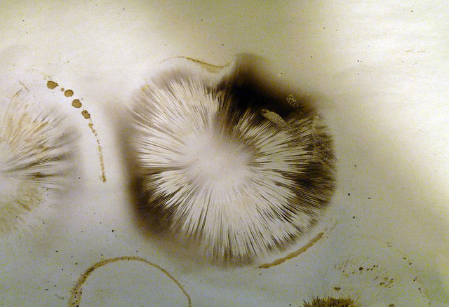 fungi spore print