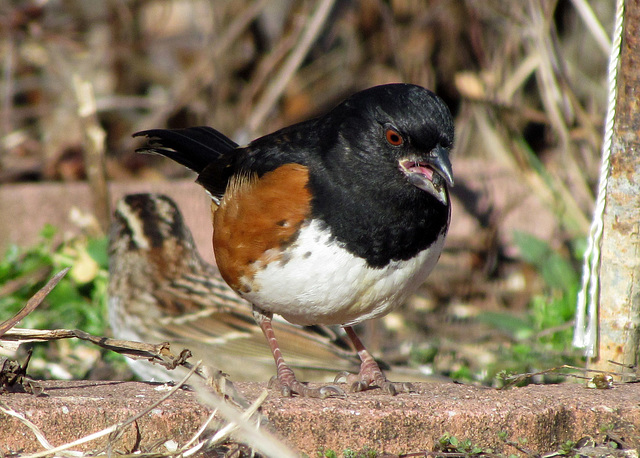 Eastern Towhee (Male)