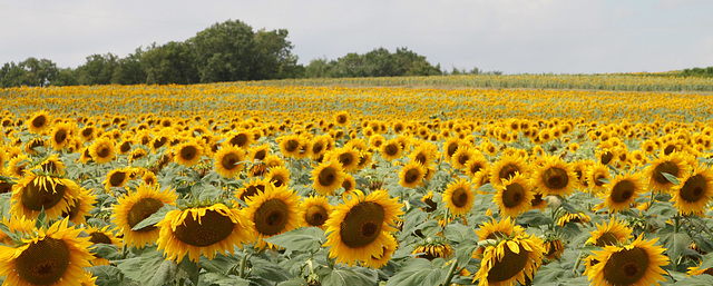 Sunflowers2