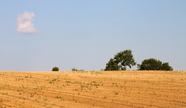 French field