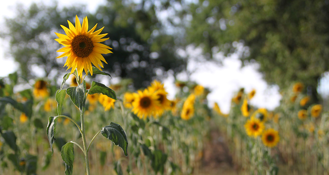 Sunflowers1