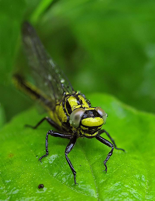 Club-tailed Dragonfly