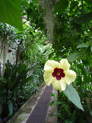 Hibiscus or Abutilon or something